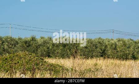 Vue panoramique sur les oiseaux par un fil. Banque D'Images