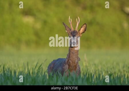 Cerf de Virginie dans un champ, York, Yorkshire du Nord, Angleterre, Royaume-Uni Banque D'Images