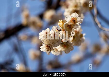 les fleurs de prune blanches ont fleuri au printemps Banque D'Images