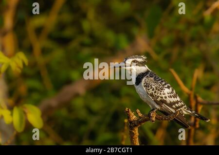 Une femelle Pied Kingfisher (Ceryle rudis) assise sur une branche au-dessus du Nil, dans le parc national de Murchison Falls, en Ouganda. Banque D'Images