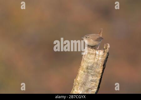 Eurasien se posant sur un journal, Studley Royal Park, North Yorkshire, Angleterre, Royaume-Uni Banque D'Images