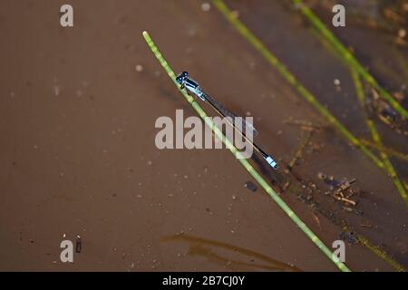 Femelle Bluetail Damselfly Banque D'Images