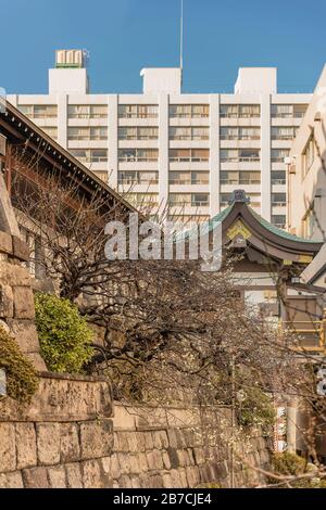 tokyo, japon - 13 mars 2020: Les pruniers fleurissent le long du mur de pierre dans les contreforts du sanctuaire de Shinto Yushimatenmangu dans l'Okachimachi di de Tokyo Banque D'Images