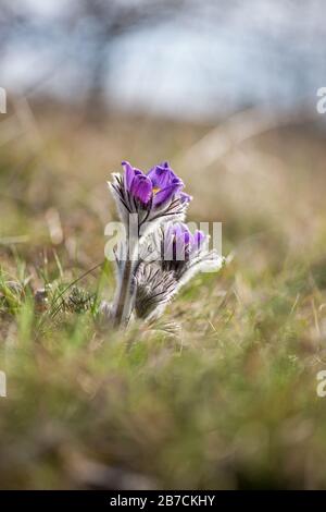 Fleurs printanières Pulsatilla pratensis sauvage - foyer sélectif, espace de copie Banque D'Images