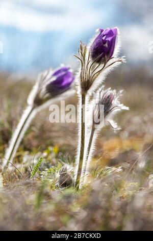 Fleurs printanières Pulsatilla pratensis sauvage - foyer sélectif, espace de copie Banque D'Images