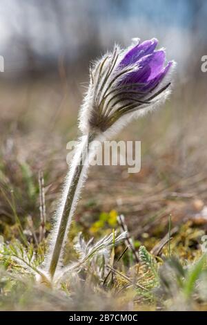 Fleurs printanières Pulsatilla pratensis sauvage - foyer sélectif, espace de copie Banque D'Images