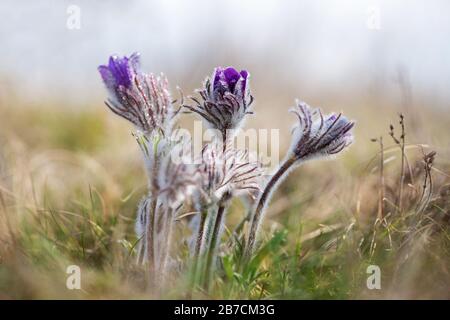 Fleurs printanières Pulsatilla pratensis sauvage - foyer sélectif, espace de copie Banque D'Images