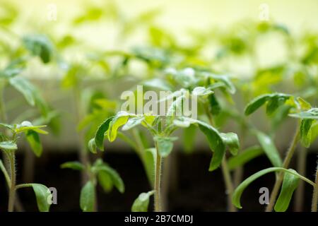 plantules de tomates en serre - foyer sélectif, espace de copie Banque D'Images