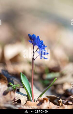 Squill alpine ou squill à deux feuilles, Scilla bifolia floraison dans la forêt de printemps - foyer sélectif, espace de copie Banque D'Images