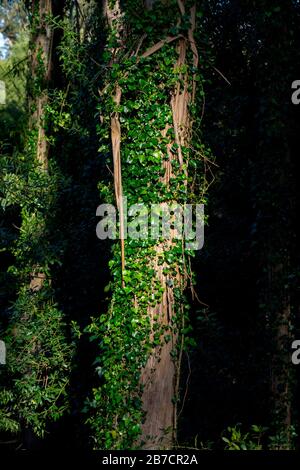 Ivy grandit sur un tronc d'arbre dans les bois Banque D'Images