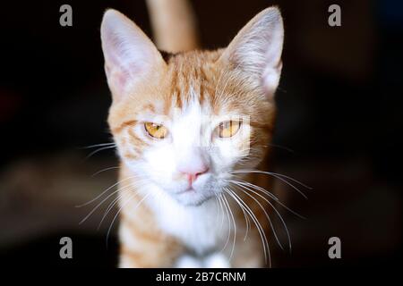 Portrait d'un chat mignon de gingembre Banque D'Images