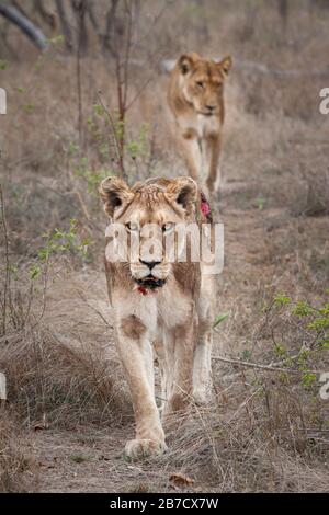 Lioness blessé après avoir chassé le parc Kruger d'Afrique du Sud Banque D'Images