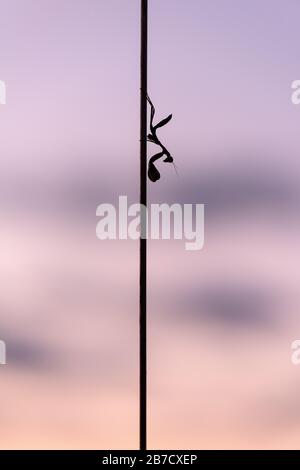 Un gros plan vertical d'une mante de prière silhouettée assise sur l'antenne du véhicule de safari, avec un ciel violet coucher de soleil comme arrière-plan, pris dans le TH Banque D'Images