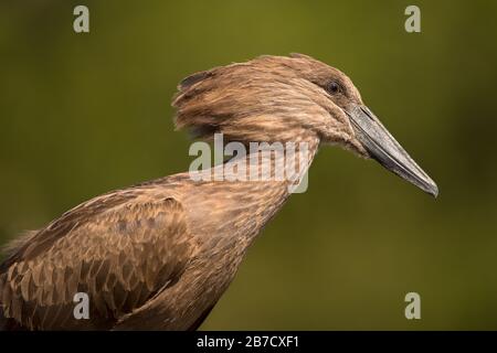 Ce gros plan d'un Hamerkop sur fond vert a été photographié dans l'un des trous d'eau de la réserve de jeux de Madikwe en Afrique du Sud. Banque D'Images