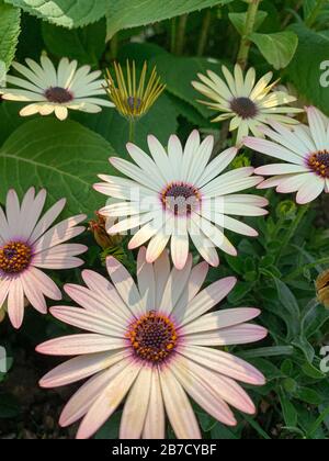 Belle fleur jaune avec un fond vert en Allemagne pendant le printemps - Daisy africain - Osteospermum Soprano Banque D'Images