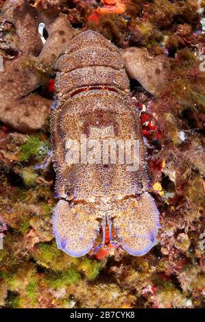 Gros plan sur le homard de la Méditerranée (Scyllarides latus) dans le parc naturel des Ses Salines (Formentera, Iles Baléares, Méditerranée, Espagne) Banque D'Images