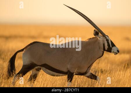 Une photographie d'un oryx de marche pris au lever du soleil dans le parc national d'Etosha en namibie Banque D'Images