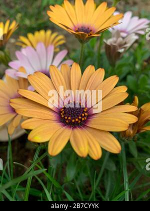 Belle fleur jaune avec un fond vert en Allemagne pendant le printemps - Daisy africain - Osteospermum Soprano Banque D'Images