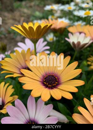 Belle fleur jaune avec un fond vert en Allemagne pendant le printemps - Daisy africain - Osteospermum Soprano Banque D'Images