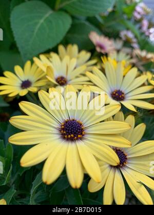 Belle fleur jaune avec un fond vert en Allemagne pendant le printemps - Daisy africain - Osteospermum Soprano Banque D'Images