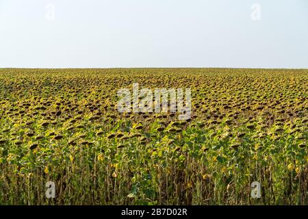 Champ de tournesol sec en été Banque D'Images