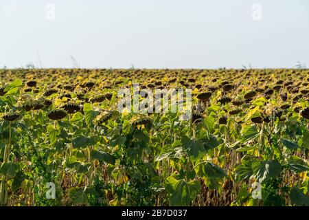 Champ de tournesol sec en été Banque D'Images