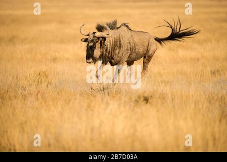 Ce wildebeest courant a été photographié au lever du soleil dans le parc national d'Etosha en Namibie Banque D'Images