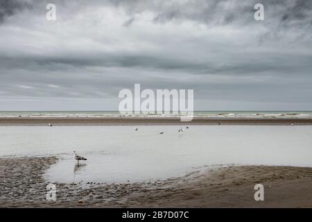 Koksijde, Belgique - 26 février 2020: Les mouettes sur la plage Banque D'Images