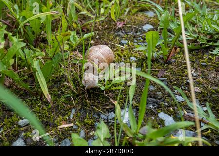 Gros plan d'un deux escargot dans un jardin pendant le printemps en Allemagne Banque D'Images