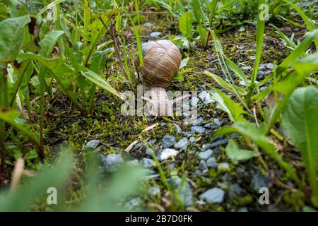 Gros plan d'un deux escargot dans un jardin pendant le printemps en Allemagne Banque D'Images