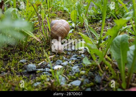 Gros plan d'un deux escargot dans un jardin pendant le printemps en Allemagne Banque D'Images