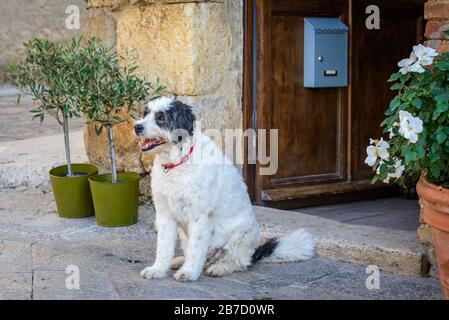 Un chien noir et blanc portant un col rouge assis à l'extérieur d'une porte d'entrée dans une ville historique fortifiée de Monteriggioni, province de Sienne, Toscane, Italie Banque D'Images