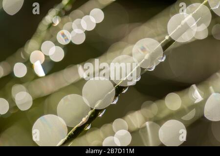 Une scène naturelle abstraite d'herbe humide photographiée au lever du soleil dans le jardin. La lumière arrière et la faible profondeur de champ ont créé un beau bokeh. Banque D'Images