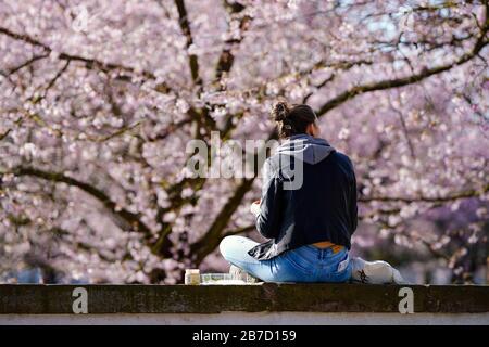 Schwetzingen, Allemagne. 15 mars 2020. Un visiteur se trouve dans le jardin du château en face d'un arbre fleuri de la cerise japonaise. Crédit: Uwe Anspach/Dpa/Alay Live News Banque D'Images