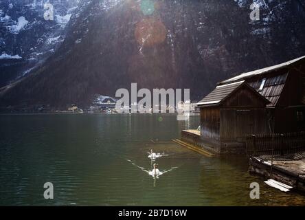 Swan sur le lac de Halstatter en rayons du soleil près des maisons traditionnelles en bateau en bois et contre les montagnes dans le village de la famille Hallstatt, Salzkammergut Banque D'Images