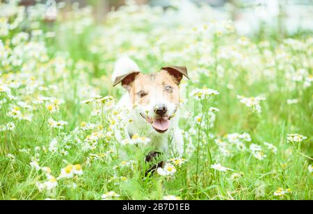 Chien parmi les fleurs de Marguerite le jour ensoleillé du printemps marche en toute sécurité Banque D'Images