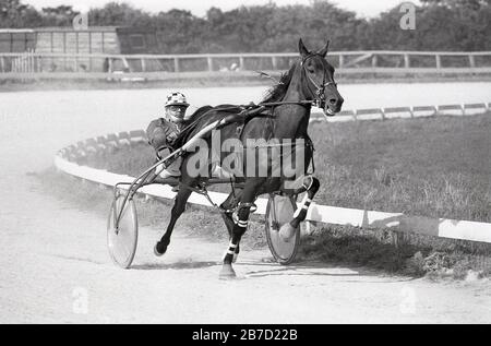 1986, historique, concurrent prenant part à la course de harnais, une forme de course de cheval dans laquelle les chevaux tirent des cavaliers ou des pilotes assis sur un chariot léger à deux roues, appelé un sulky autour d'un circuit de terre. Banque D'Images