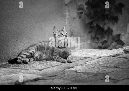 Une belle photo en noir et blanc d'un chat errant allongé sur le trottoir de vis, en Croatie. Banque D'Images