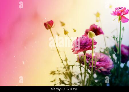 Rose clair buttercup fleurs Ranunculus Banque D'Images