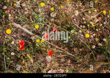 Vue de dessus des fleurs colorées dans un champ Banque D'Images