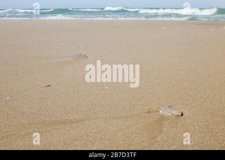 Méduses sur le sable à la plage avec vagues Banque D'Images