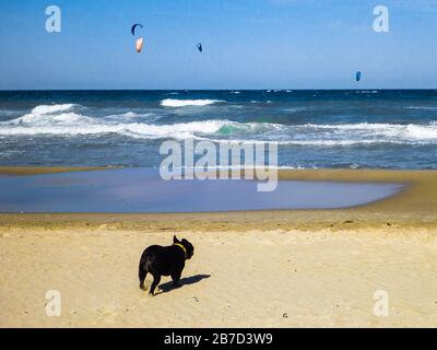 Chien regardant Kite surfez sur la plage avec le ciel bleu Banque D'Images