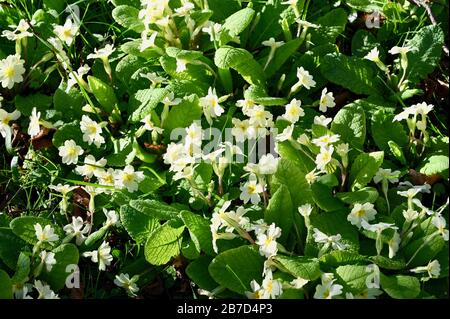 Primula vulgaris. Primroses. Paroisse de St James Churchyardh, North Cray, Kent. ROYAUME-UNI Banque D'Images