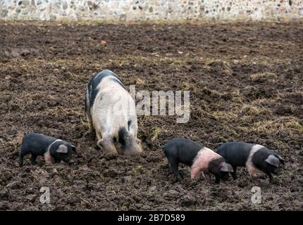 Gosford Estate, East Lothian, Écosse, Royaume-Uni. 15 mars 2020. Météo au Royaume-Uni : petits porcelets à selle et un cochon semé Banque D'Images