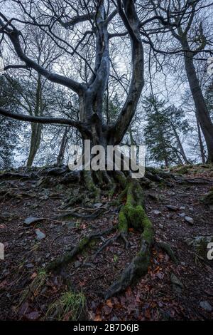 Une photo verticale craquée d'un ancien arbre torsadé, prise dans un après-midi couvert dans le district du lac, en Angleterre. Banque D'Images