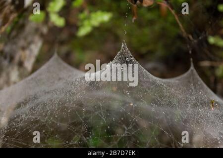 Spiderweb avec des gouttes de rosée sur le cap Brett Walkway, Northland, Nouvelle-Zélande Banque D'Images