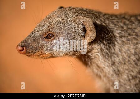 Un gros portrait d'une Mongoose baguée au coucher du soleil, pris dans la réserve de jeux de Madikwe, en Afrique du Sud. Banque D'Images