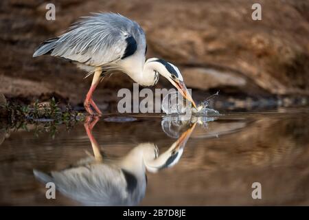 Une photographie d'action d'un héron gris qui attrape deux poissons dans un trou d'eau à la réserve de jeux de Madikwe, en Afrique du Sud. L'oiseau est magnifiquement reflété. Banque D'Images