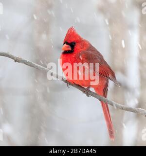 Cardinal du nord (cardinalis cardinalis) mâle sous neige, Iowa, États-Unis. Banque D'Images