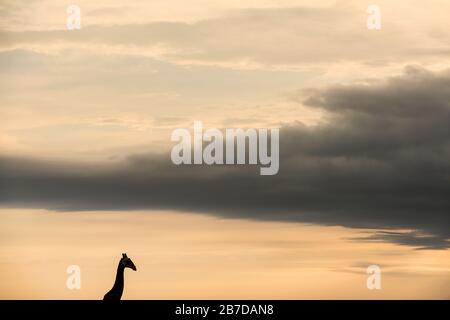 Une belle photo de paysage doré d'une girafe silhouetted contre un ciel nuageux dramatique, prise dans la réserve de jeux de Madikwe, Afrique du Sud. Banque D'Images